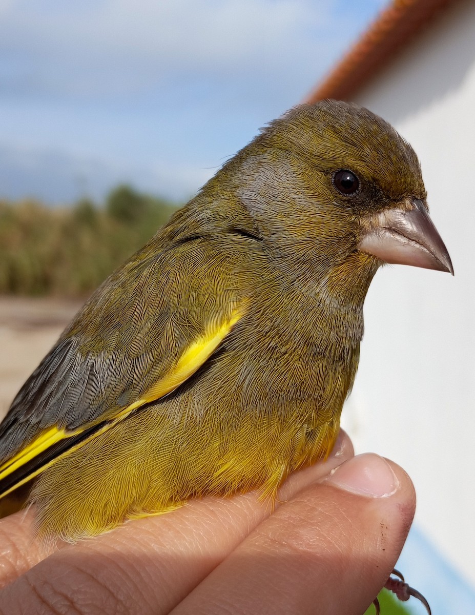 European Greenfinch - ML647140318