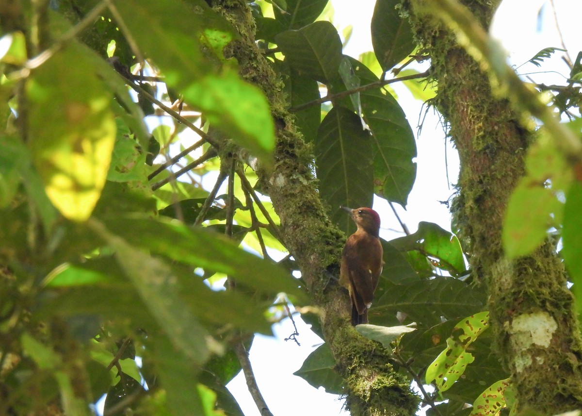 Kül Rengi Ağaçkakan - ML647140338