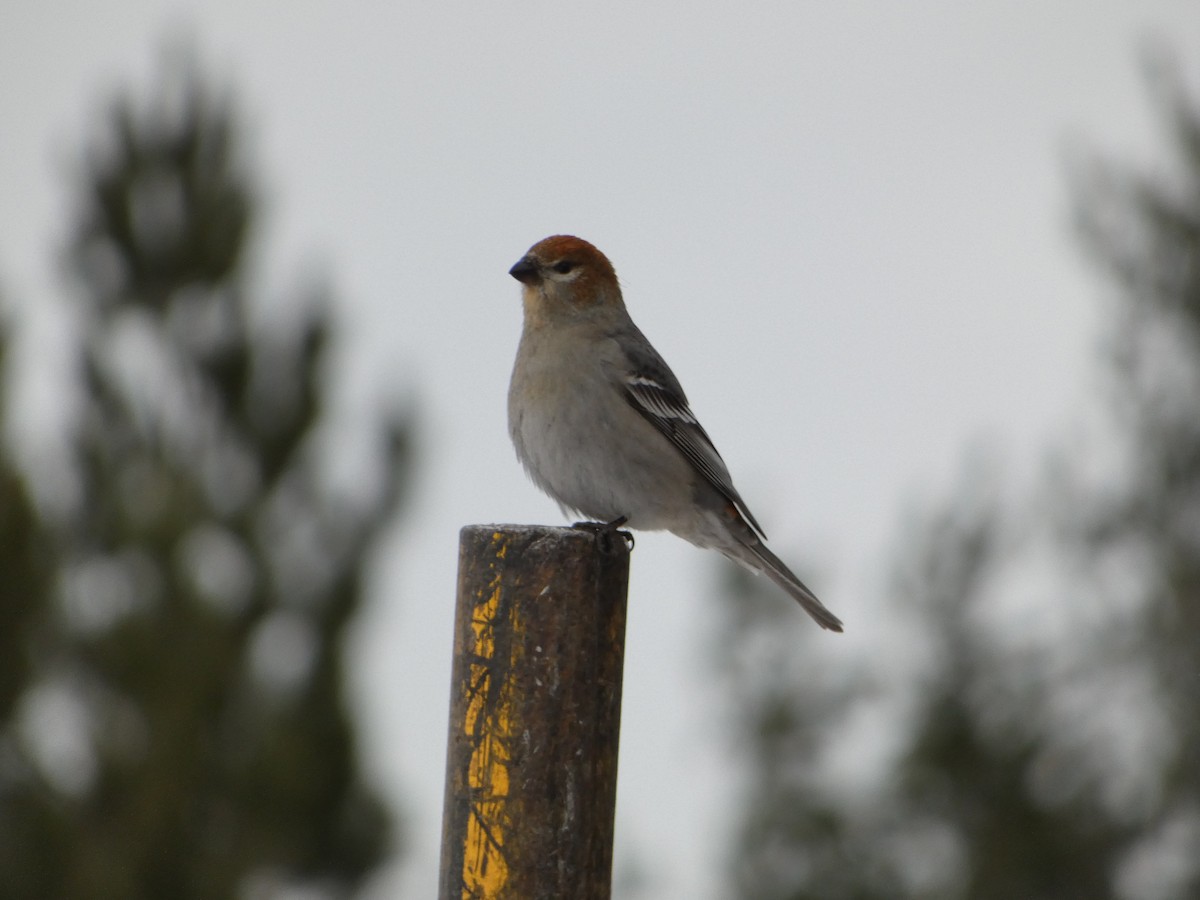 Hakengimpel - ML647140339