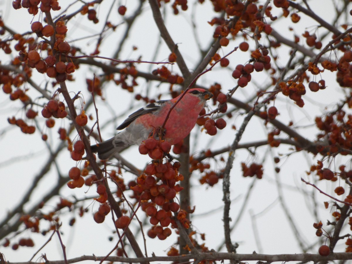 Hakengimpel - ML647140340