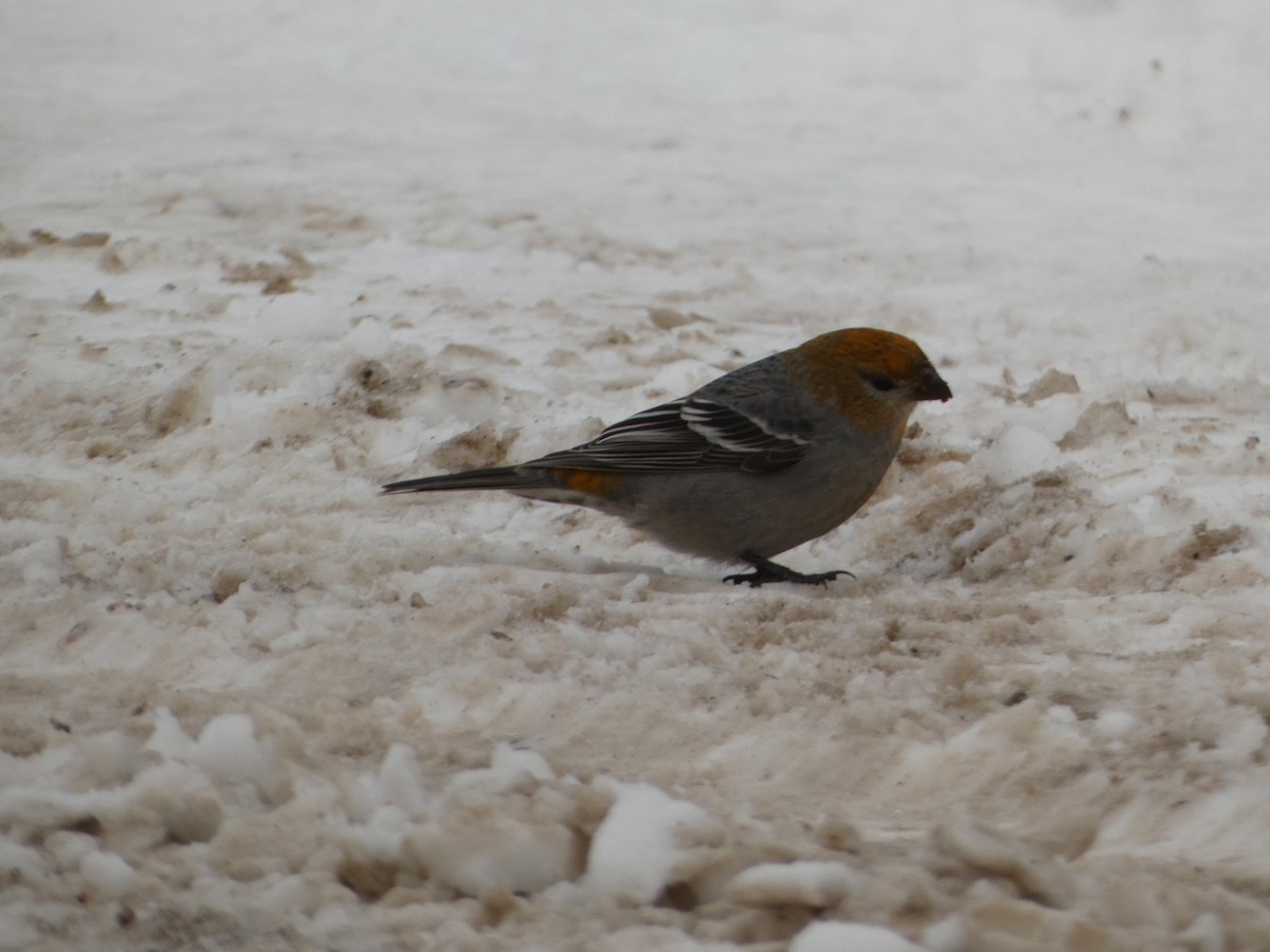 Hakengimpel - ML647140341