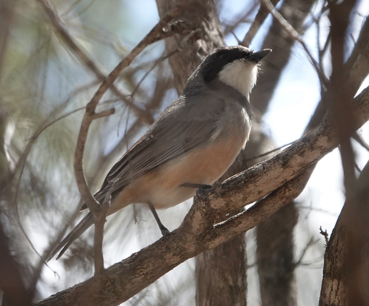 Rufous Whistler - ML647140344