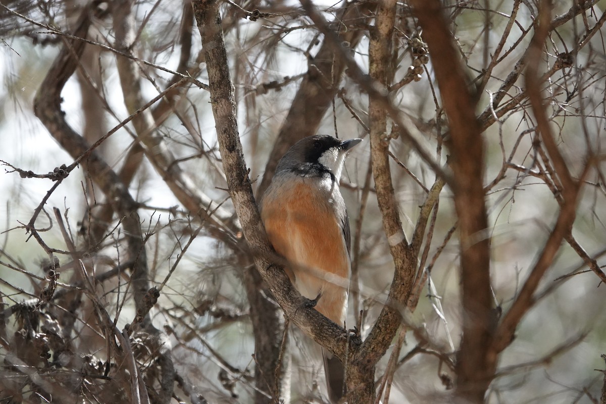 Rufous Whistler - ML647140350