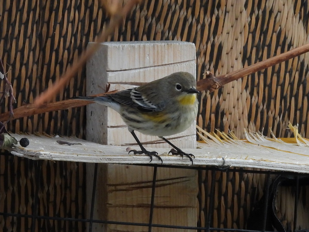 Paruline à croupion jaune - ML647140352