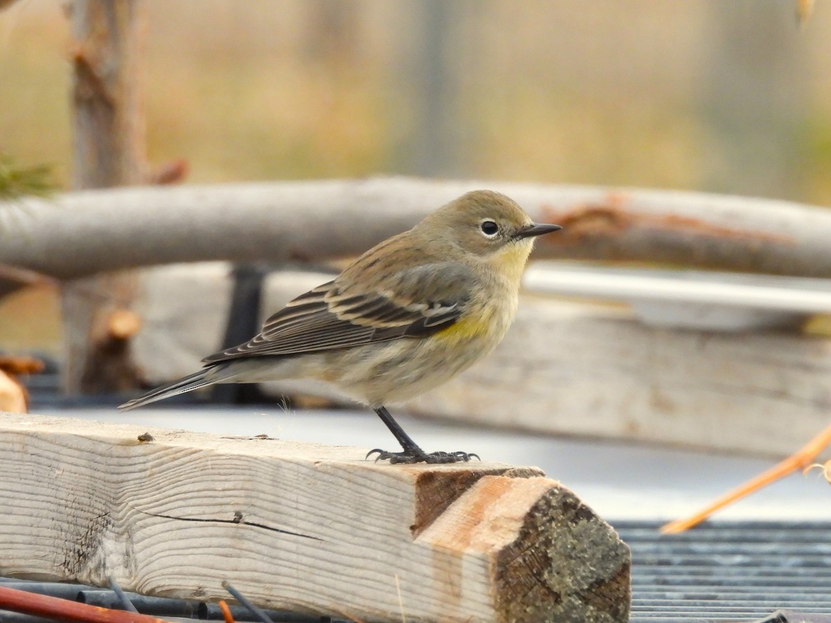Paruline à croupion jaune - ML647140353