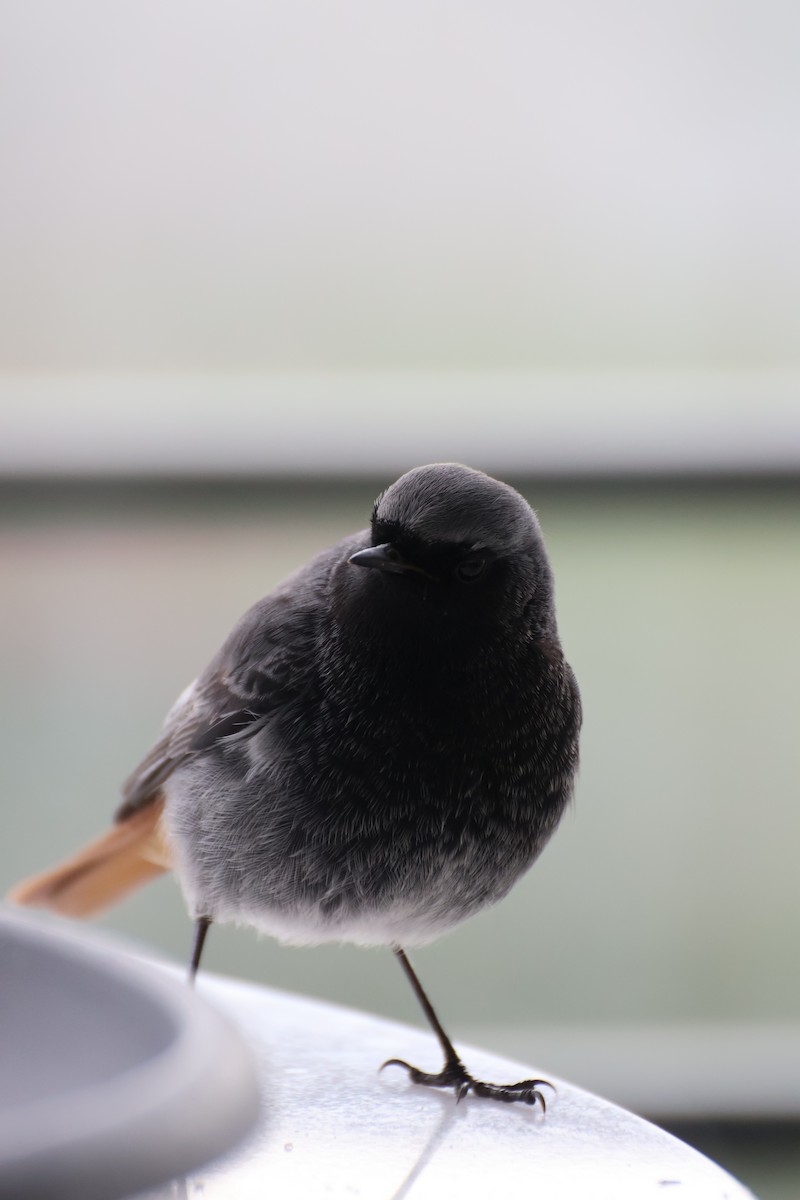 Black Redstart - ML647140358