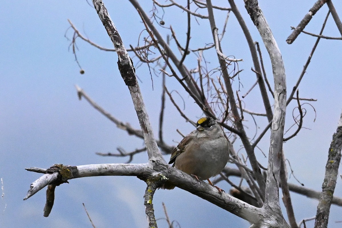 Golden-crowned Sparrow - ML647140359