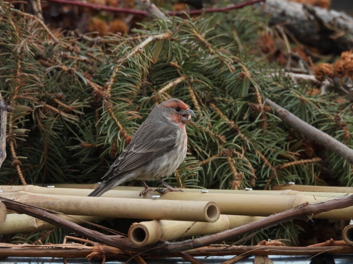 Roselin familier - ML647140365