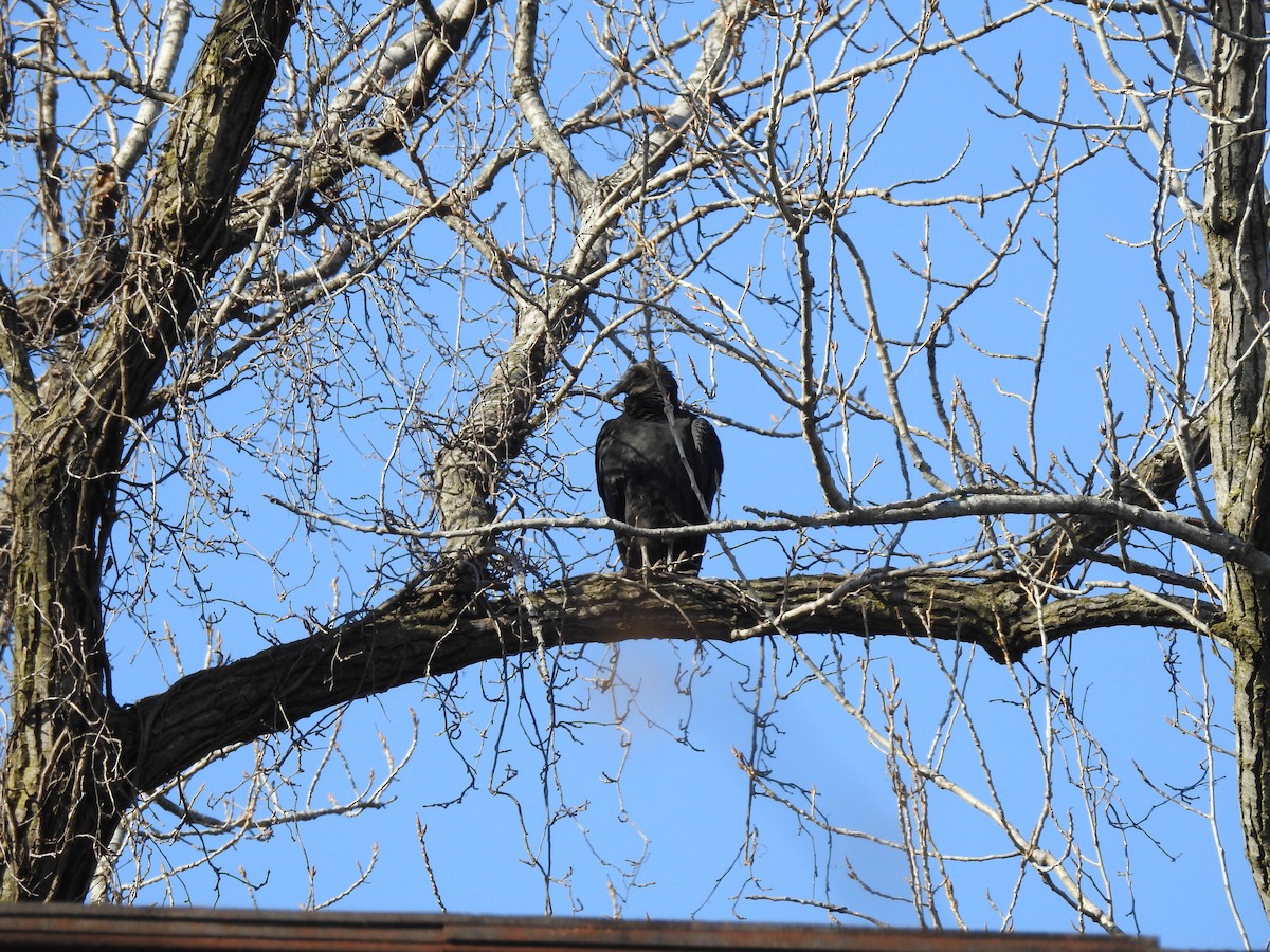Black Vulture - ML647140367