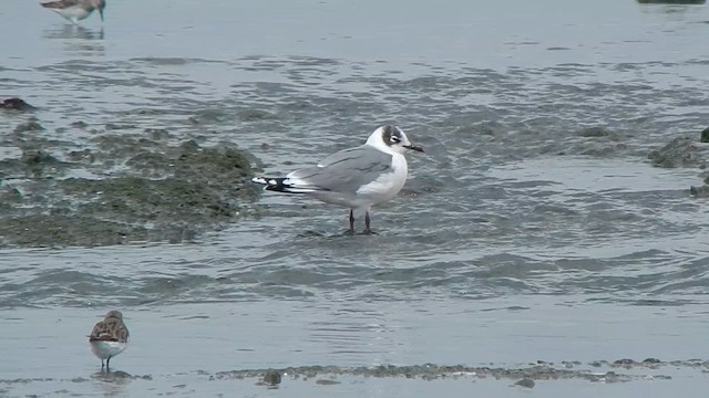 Franklin's Gull - ML647140378
