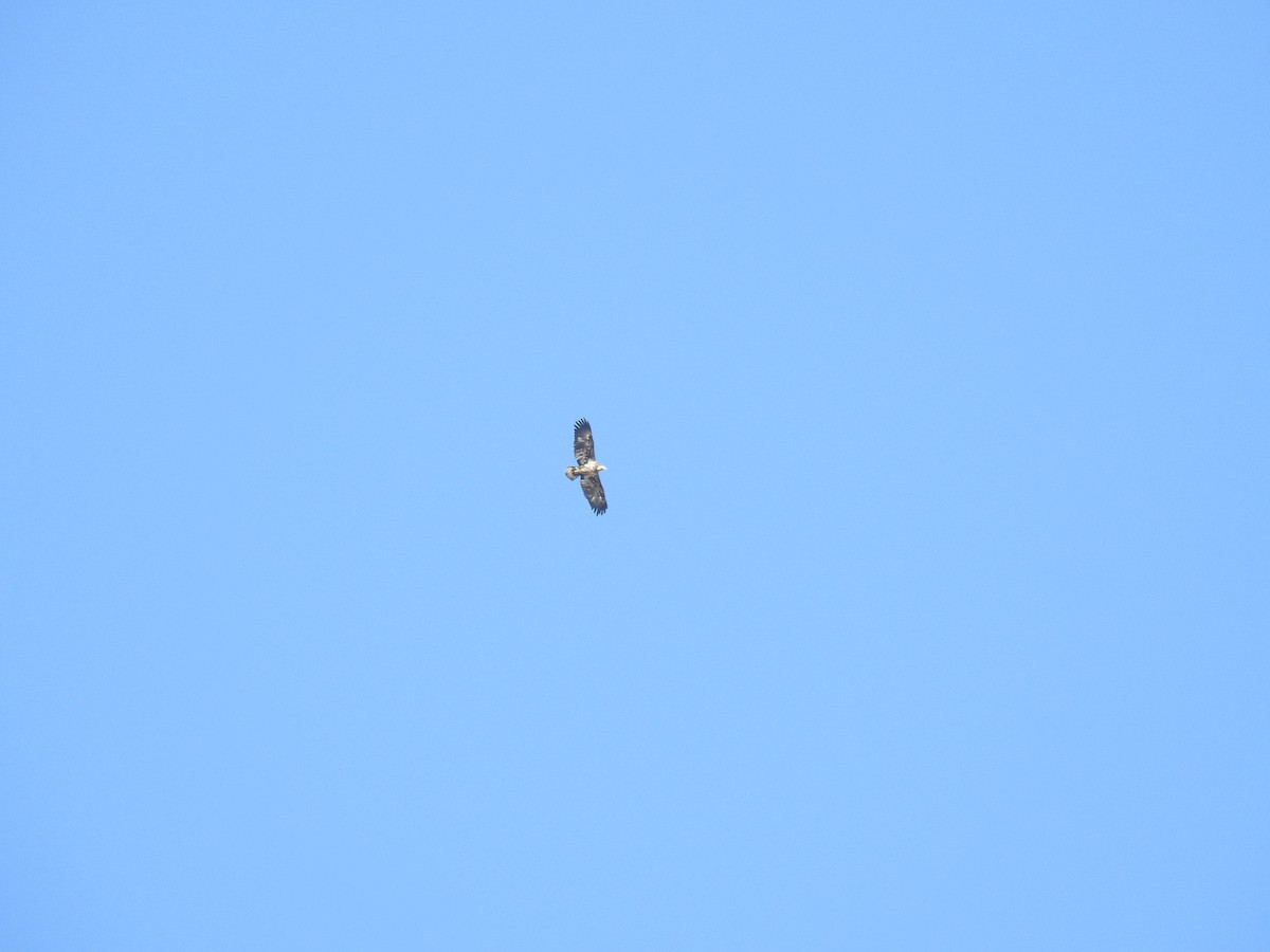 Bald Eagle - ML647140396