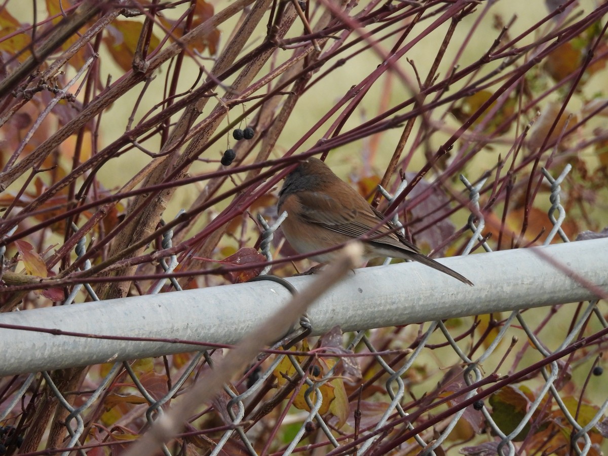 Junco ardoisé - ML647140398