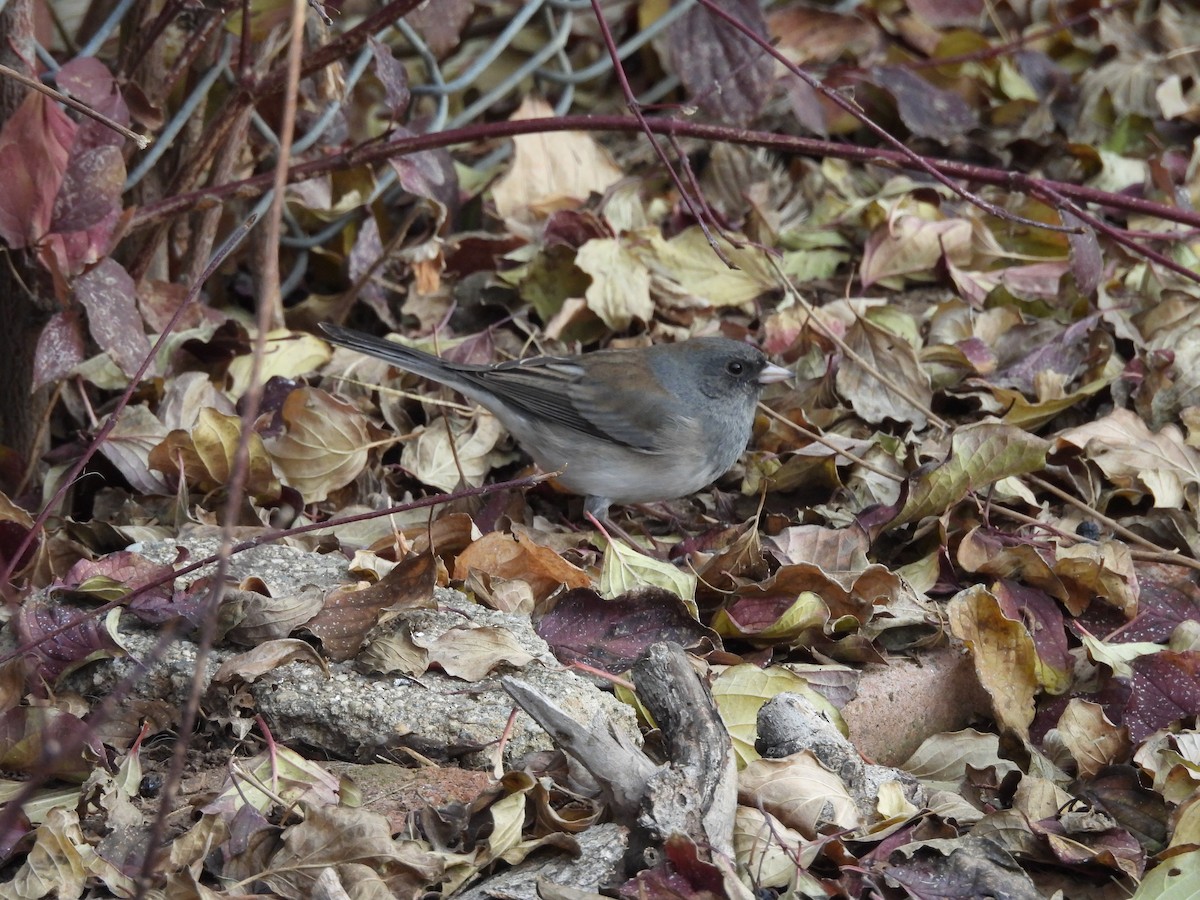 Junco ardoisé - ML647140399