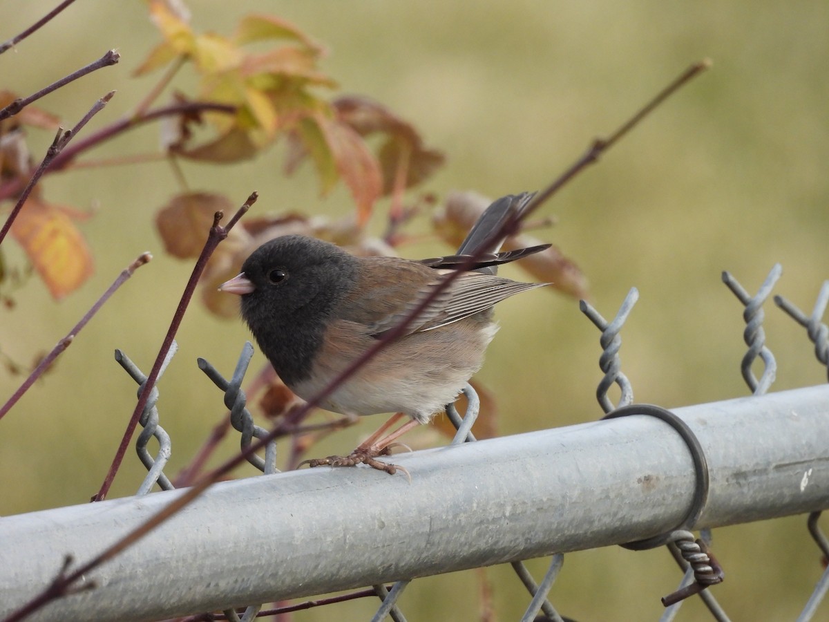 Junco ardoisé - ML647140400