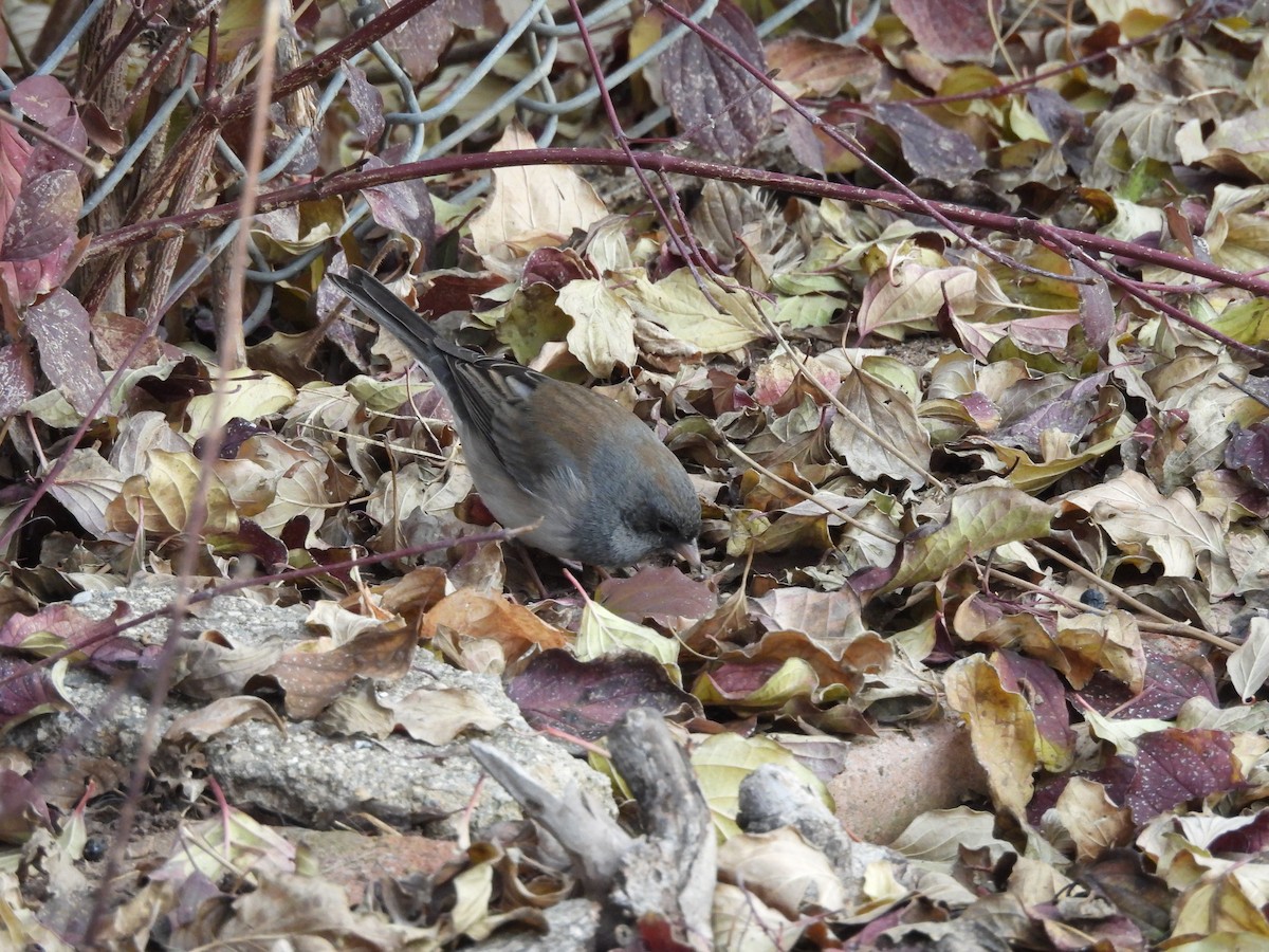 Junco ardoisé - ML647140401