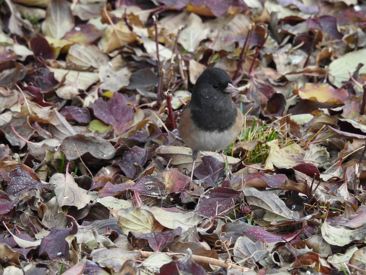 Junco ardoisé - ML647140402