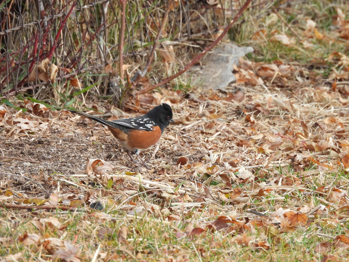 Tohi tacheté - ML647140427