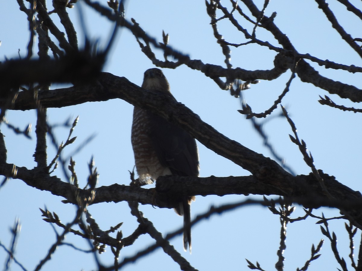 Cooper's Hawk - ML647140429