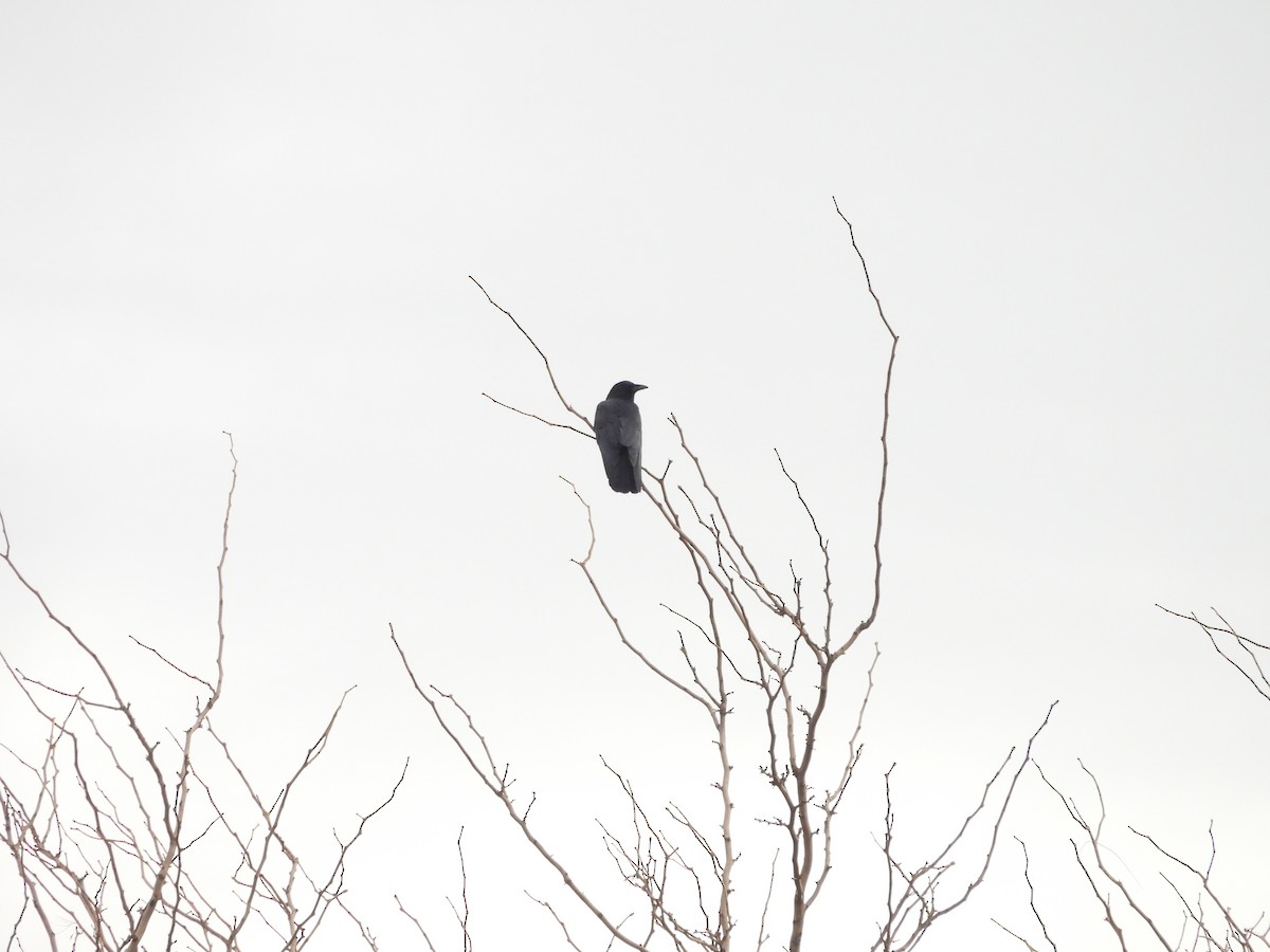 Corneille d'Amérique - ML647140433