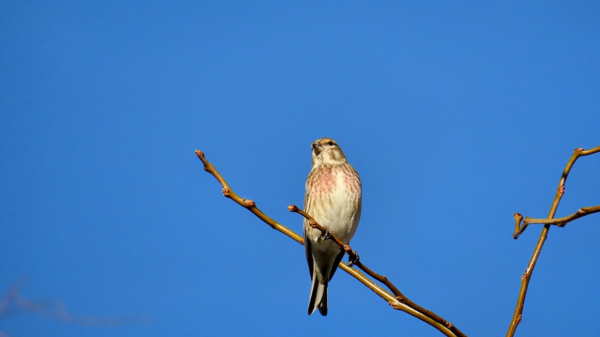 赤胸朱頂雀 - ML647140440