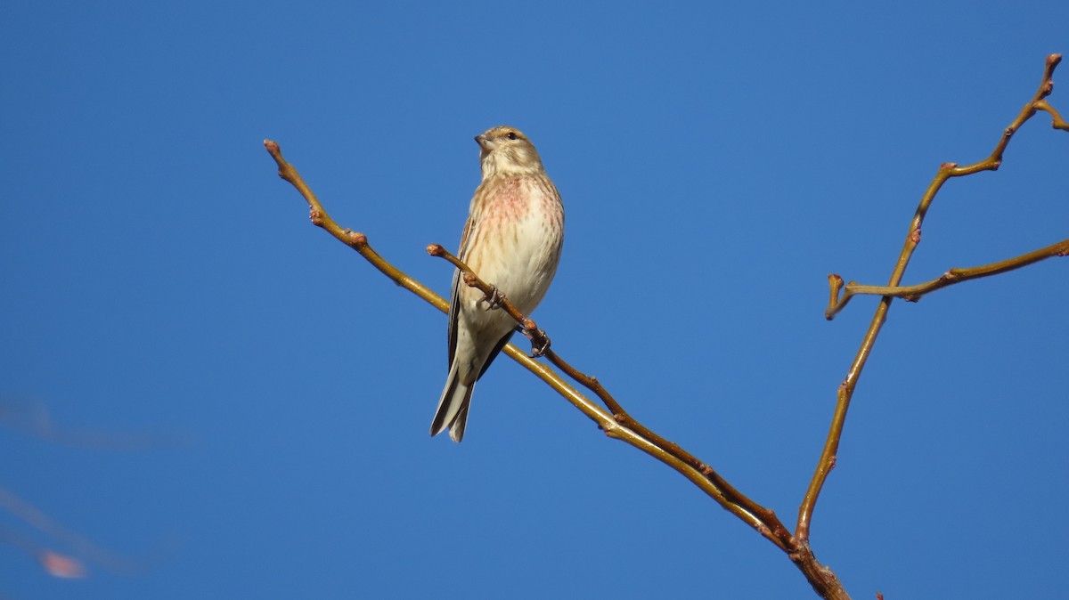 赤胸朱頂雀 - ML647140441
