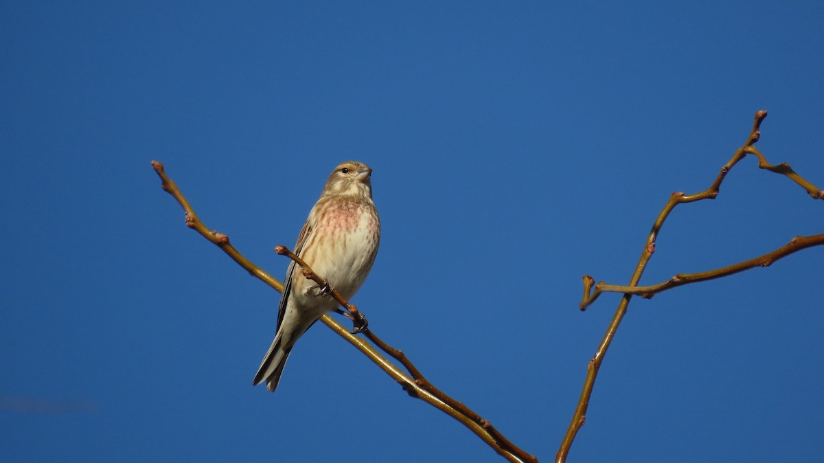 赤胸朱頂雀 - ML647140442