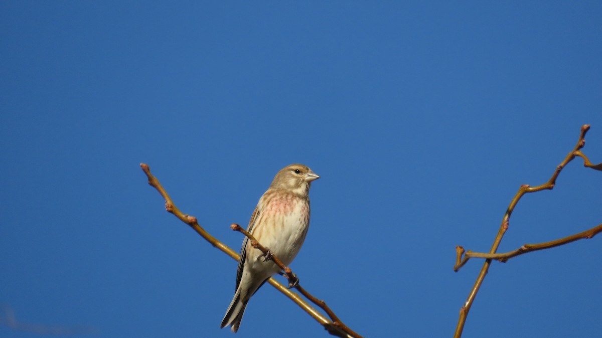 赤胸朱頂雀 - ML647140443