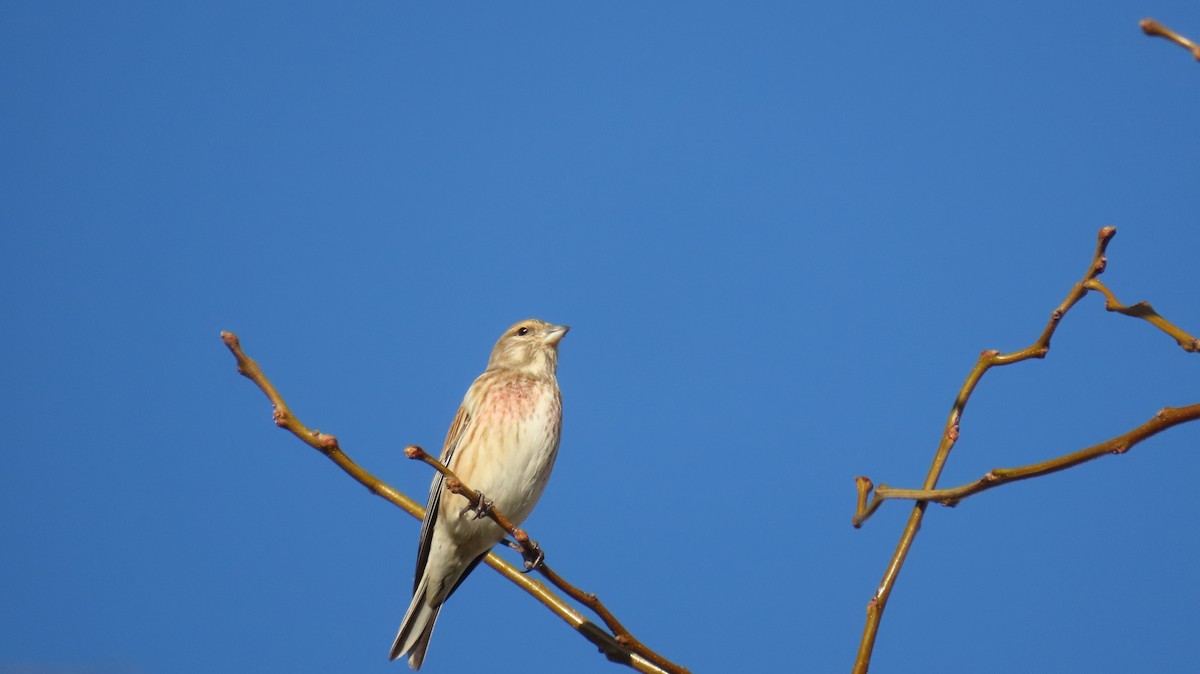 赤胸朱頂雀 - ML647140444
