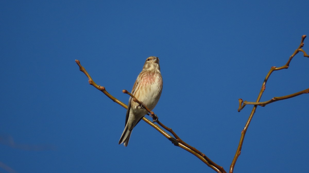 赤胸朱頂雀 - ML647140445