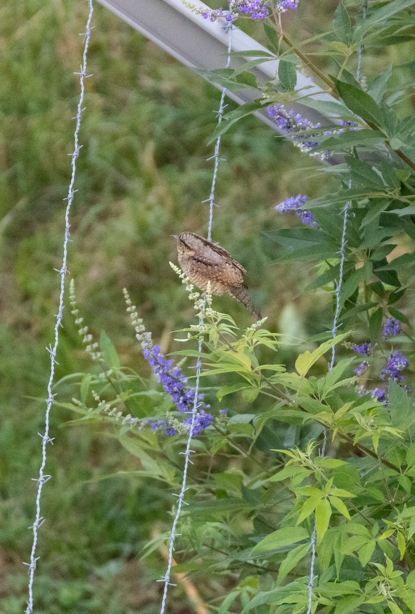 Eurasian Wryneck - ML647140458