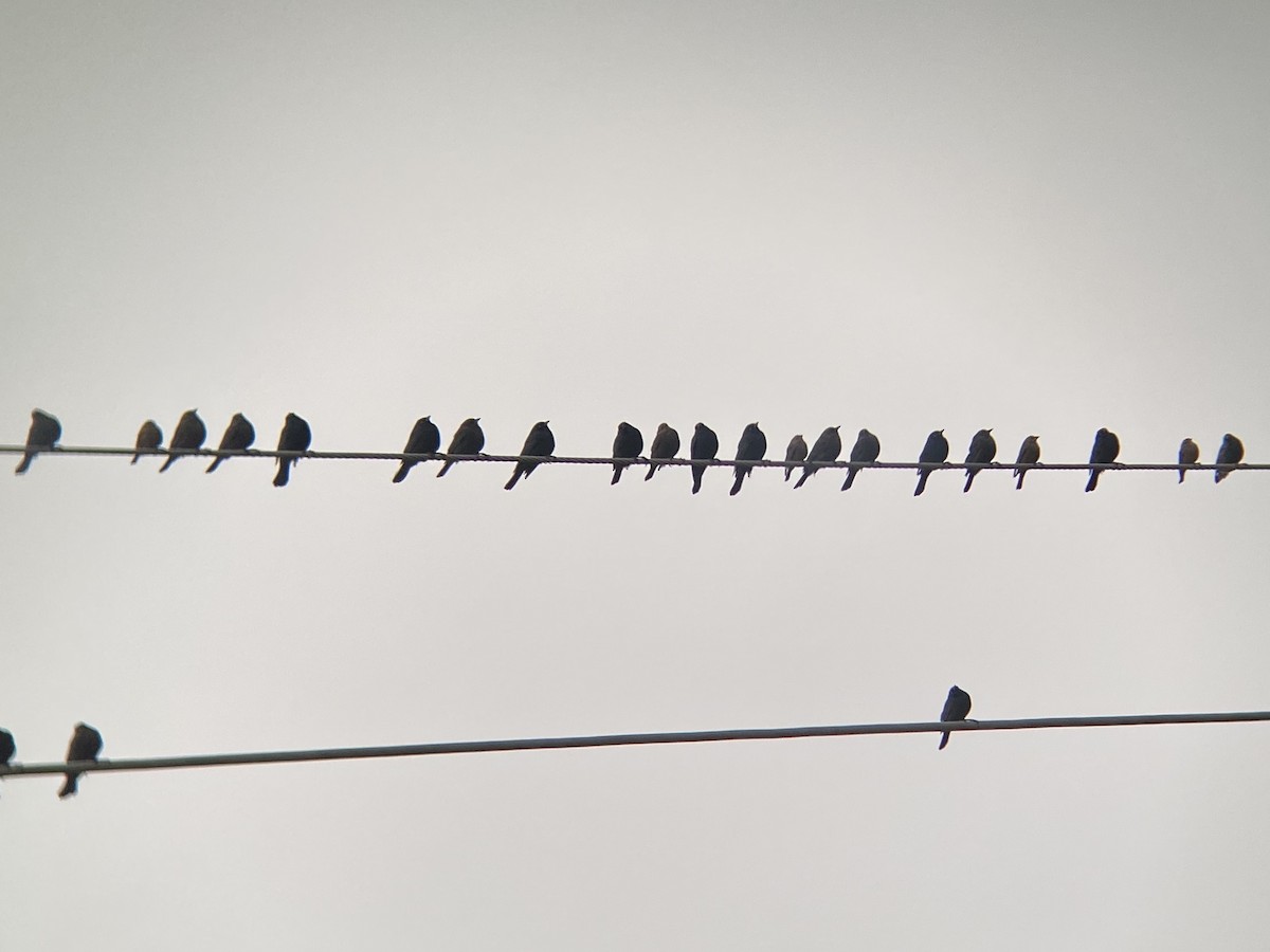 Brewer Karatavuğu - ML647140469