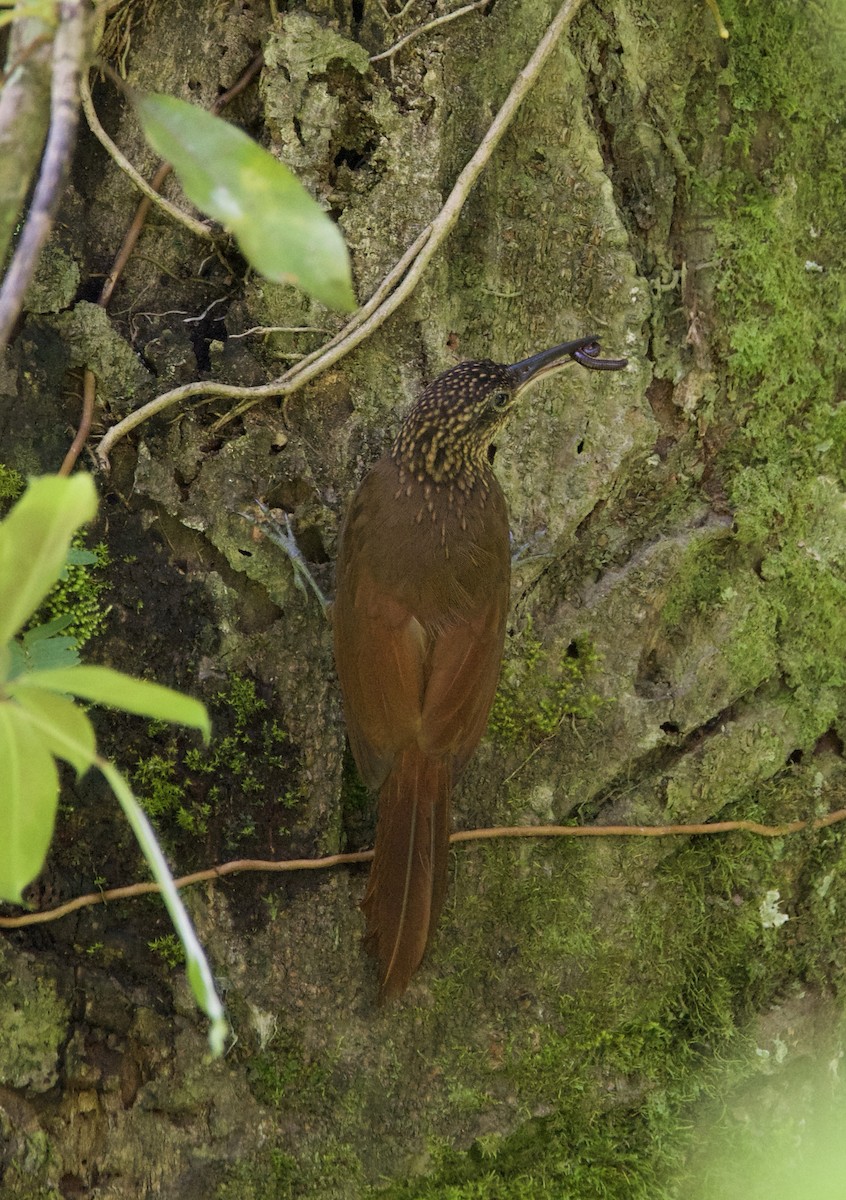 Cocoa Woodcreeper - ML647140475