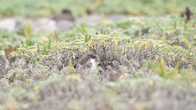American Oystercatcher - ML647140489