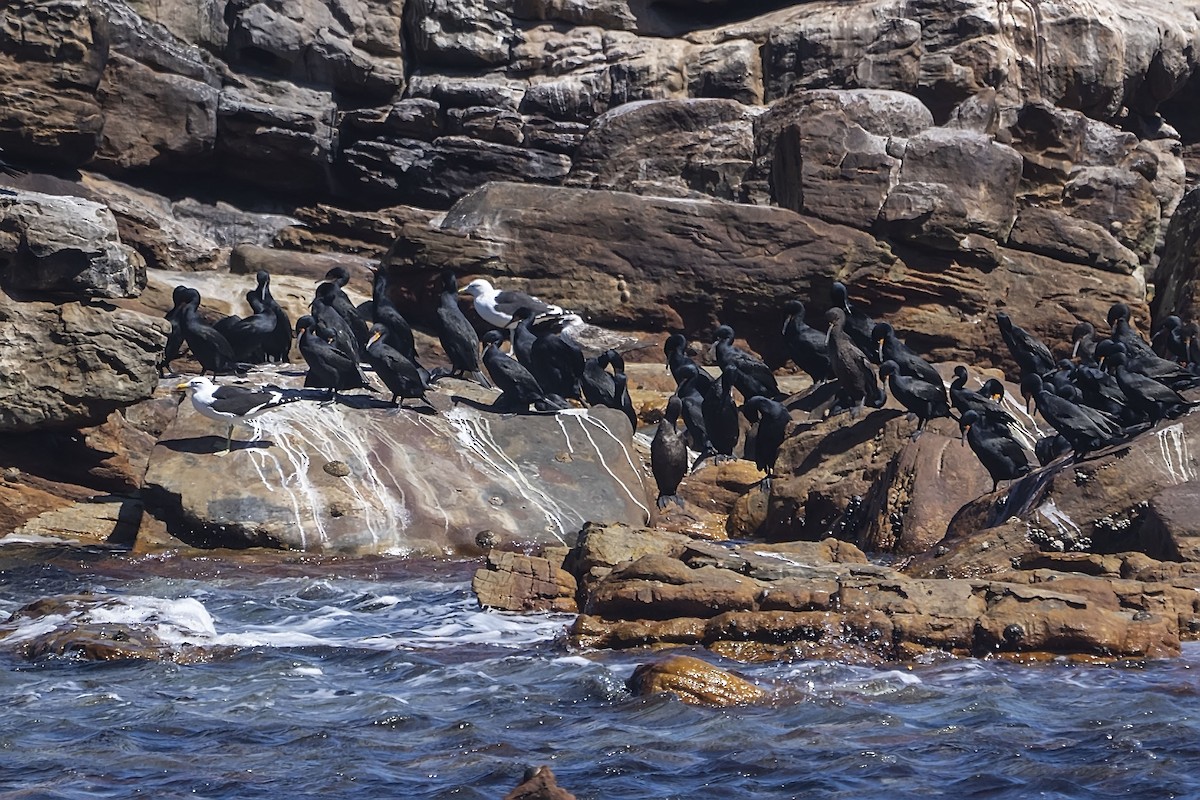 Cape Cormorant - ML647140495