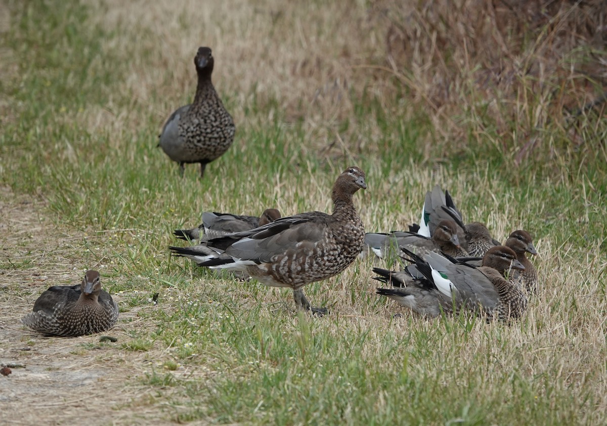 Maned Duck - ML647140498