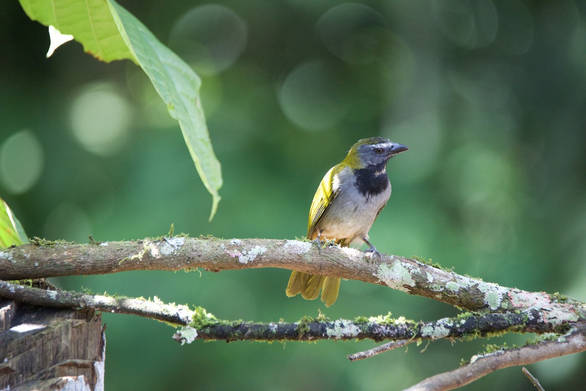 Buff-throated Saltator - ML647140505
