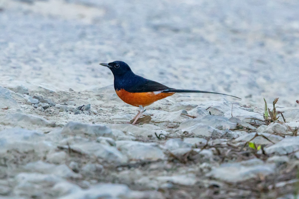 白腰鵲鴝 - ML647140506