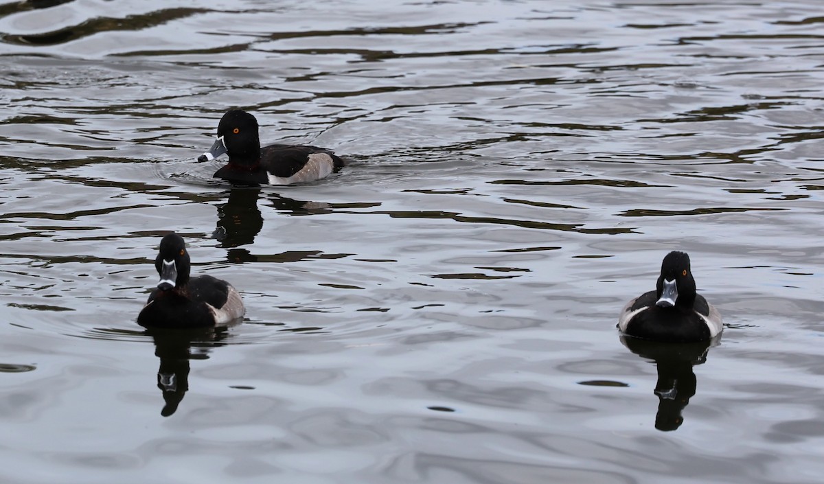 Ring-necked Duck - ML647140515