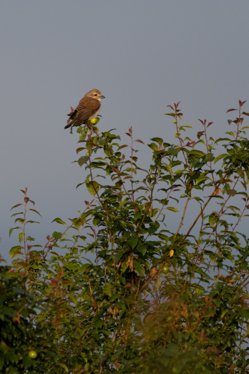 Red-backed Shrike - ML647140517
