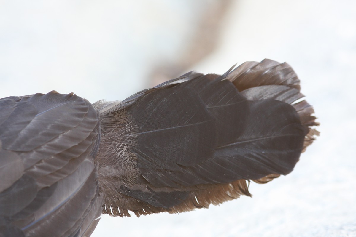 Australian Brushturkey - ML647140518