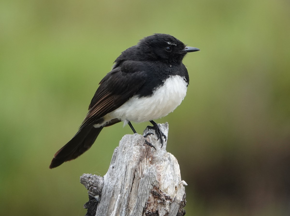 Willie-wagtail - ML647140521