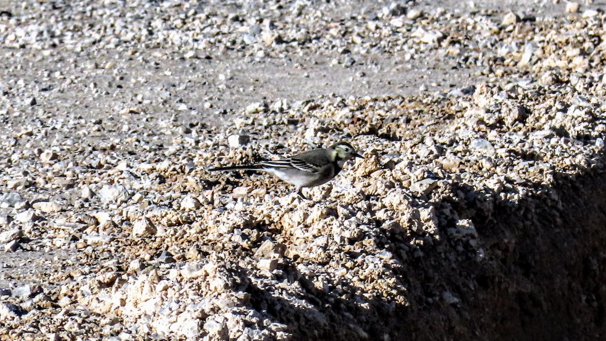 白鶺鴒 - ML647140522