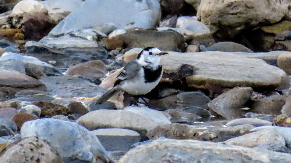 白鶺鴒 - ML647140523