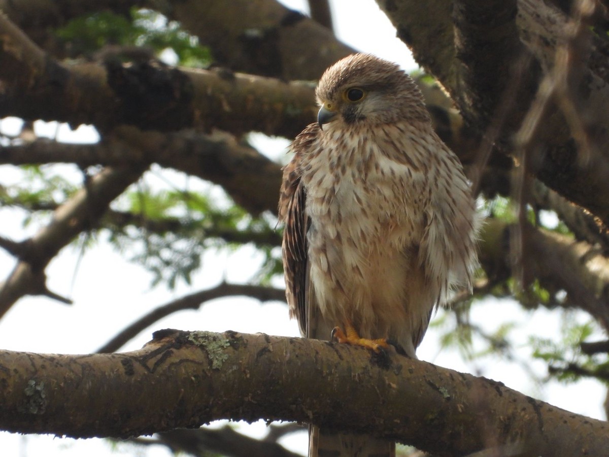 Eurasian Kestrel - ML647140528