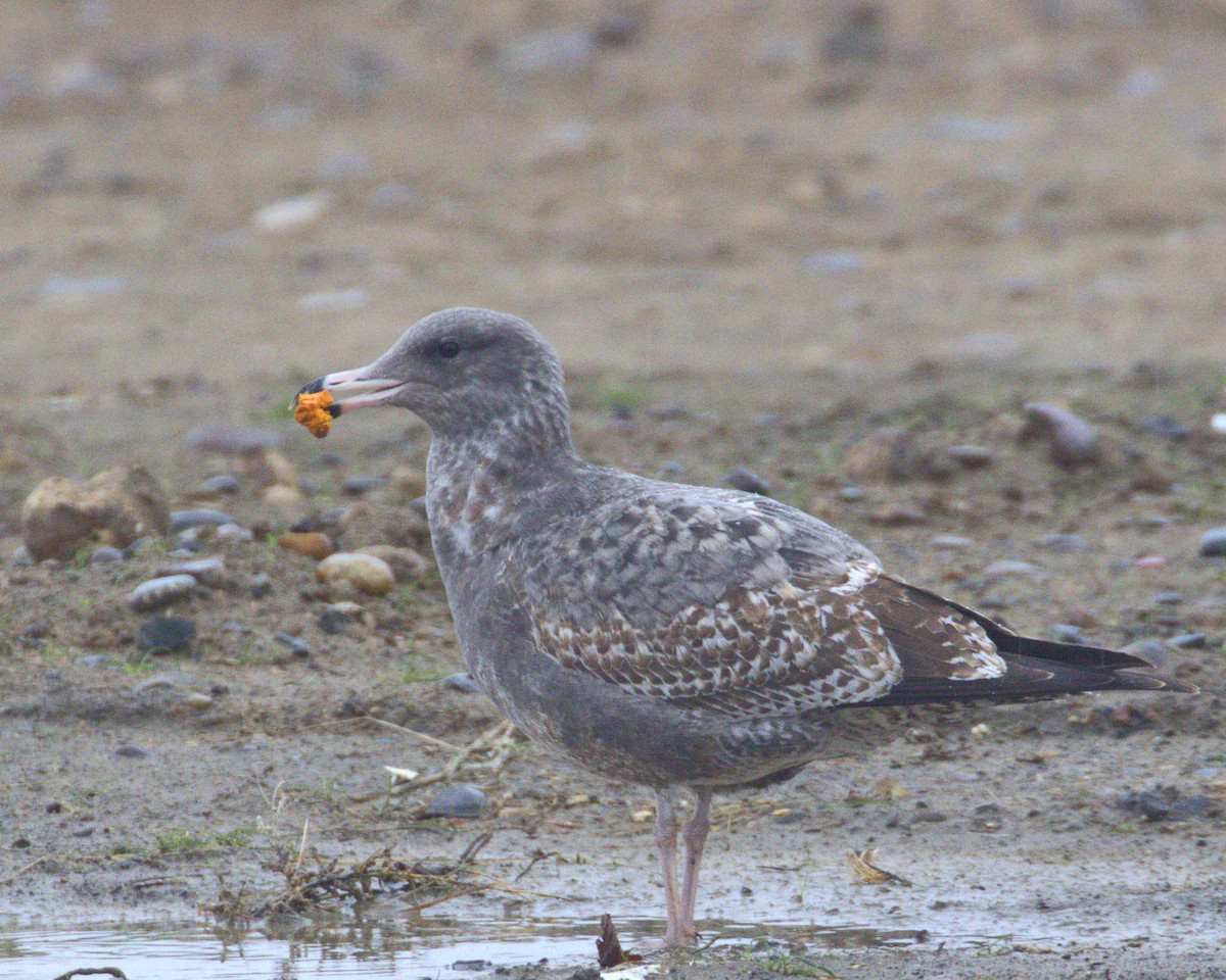 racek jezerní - ML647140537