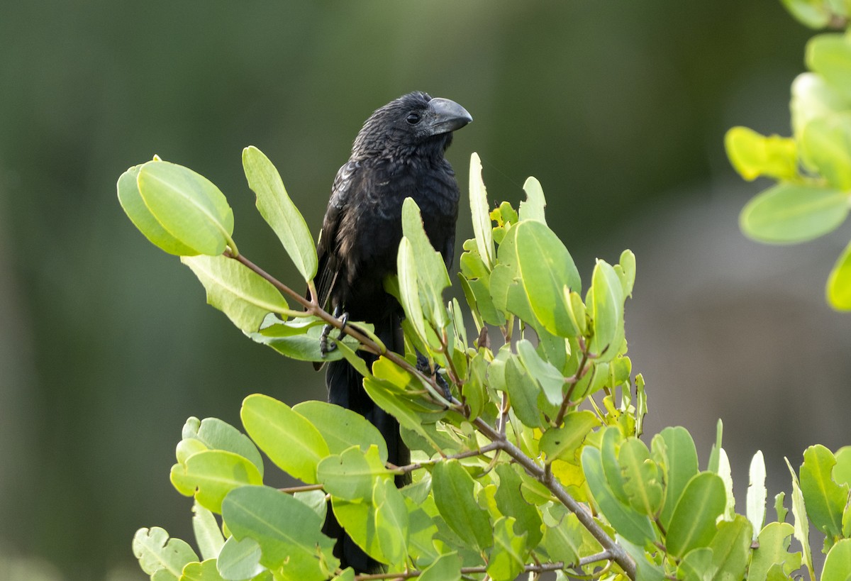 Smooth-billed Ani - ML647140539