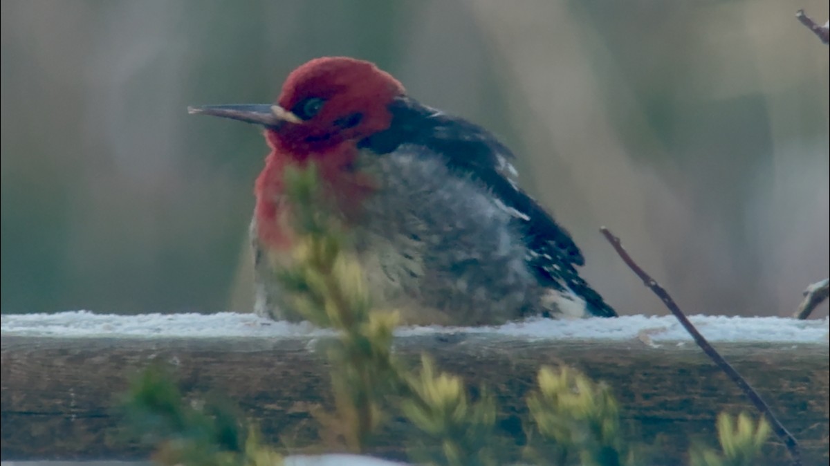 Red-breasted Sapsucker - ML647140542
