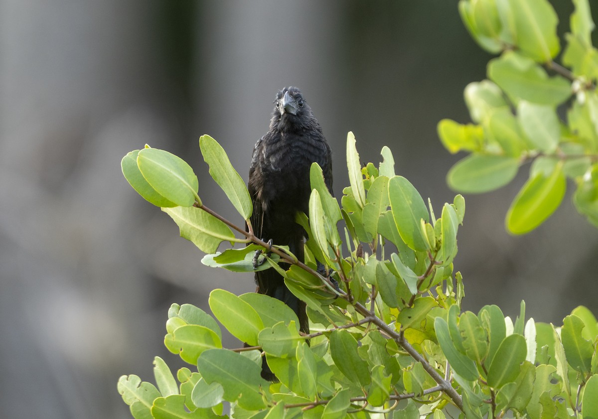 Smooth-billed Ani - ML647140544