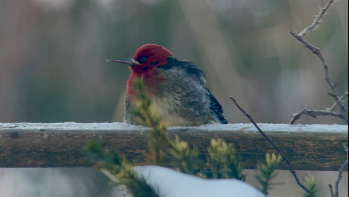 Red-breasted Sapsucker - ML647140552