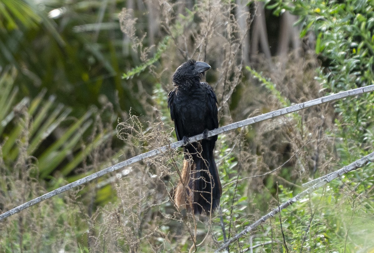 Smooth-billed Ani - ML647140557